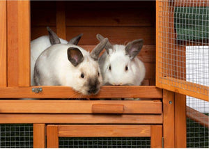Prevue Rabbit Hutch with Double Run | Room to Play & Exercise